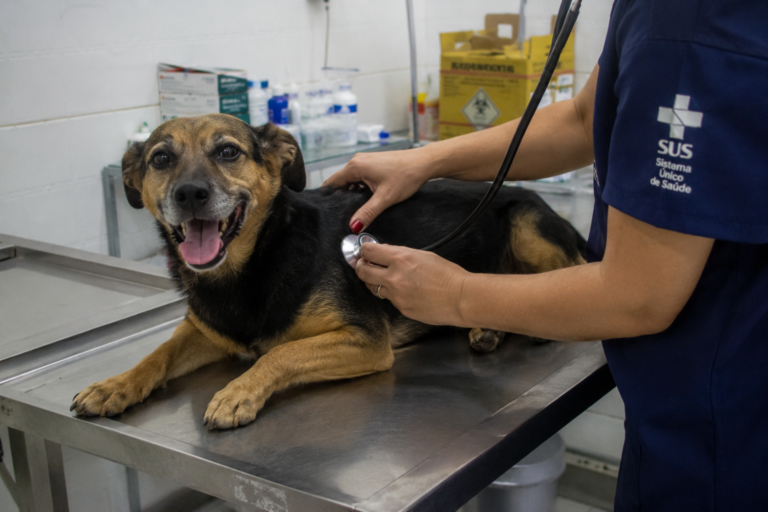 ES terá hospital veterinário estadual com atendimento gratuito para cães e gatos
