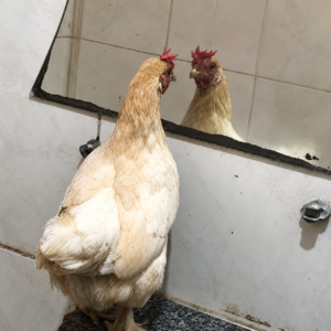 E se a gente trocar a chuva pelas galinhas?