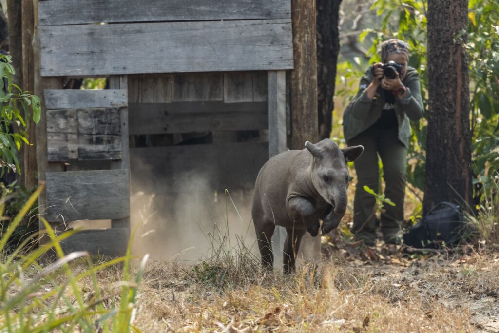 Animal brasileiro ameaçado é tema de documentário com sessão gratuita em Vitória