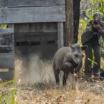 Animal brasileiro ameaçado é tema de documentário com sessão gratuita em Vitória